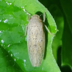 Curtara