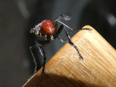 Cylindromyia bicolor