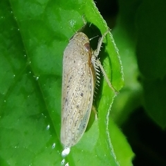 Curtara