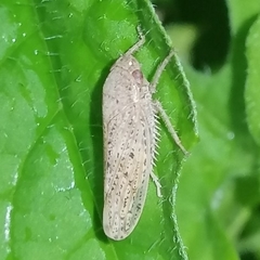 Curtara