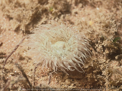 Sagartiogeton undatus