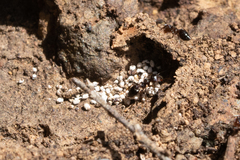 Crematogaster mutans