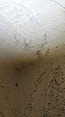 Pholcus phalangioides