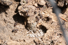 Crematogaster mutans