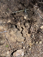 Crematogaster mutans