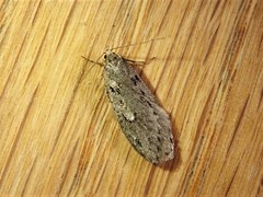 Semioscopis megamicrella