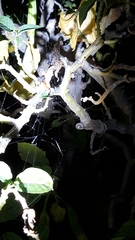 Parasteatoda tepidariorum