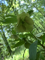 Helleborus viridis