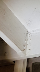 Pholcus phalangioides