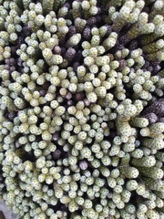 Helichrysum coralloides