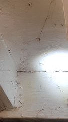 Pholcus phalangioides