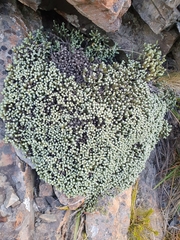Helichrysum coralloides