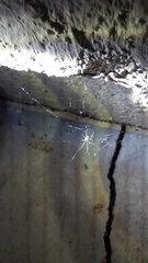 Parasteatoda tepidariorum