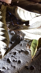 Parasteatoda tepidariorum