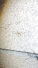 Latrodectus geometricus