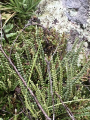 Cheilanthes micropteris