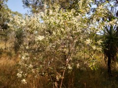 Acacia oncinocarpa