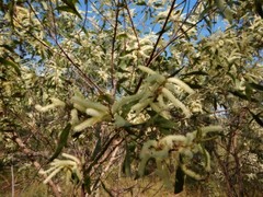 Acacia oncinocarpa