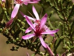 Calytrix exstipulata