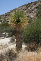 Yucca rostrata