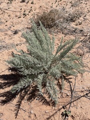 Artemisia filifolia