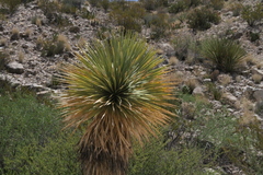 Yucca rostrata
