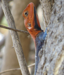 Agama dodomae dodomae