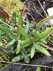 Doryopteris triphylla