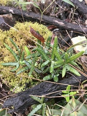 Doryopteris triphylla