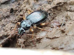 Patrobus longicornis