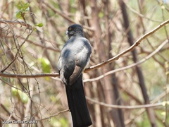 Trogon citreolus