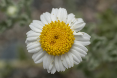 Anthemis tomentosa