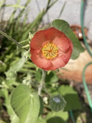 Abutilon hulseanum