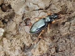 Patrobus longicornis