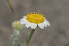 Anthemis tomentosa