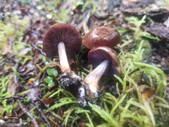 Thaxterogaster chalybeus