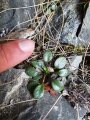 Cardamine dimidia