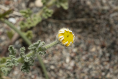 Anthemis tomentosa