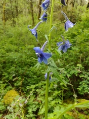 Delphinium trolliifolium