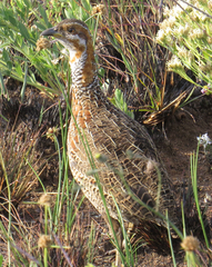 Scleroptila levaillantii