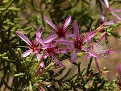Calytrix exstipulata