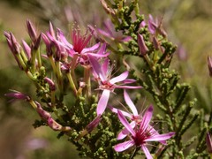 Calytrix exstipulata