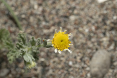 Anthemis tomentosa