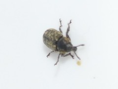 Rhinocyllus