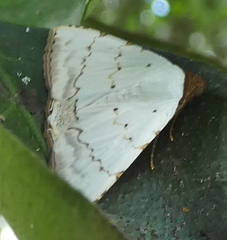 Eulepidotis alabastraria