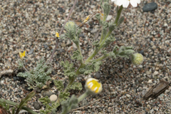 Anthemis tomentosa