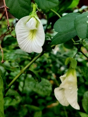 Clitoria ternatea albiflora