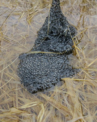 Lithobates pipiens