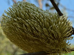 Banksia dentata