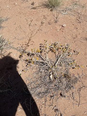 Solanum elaeagnifolium